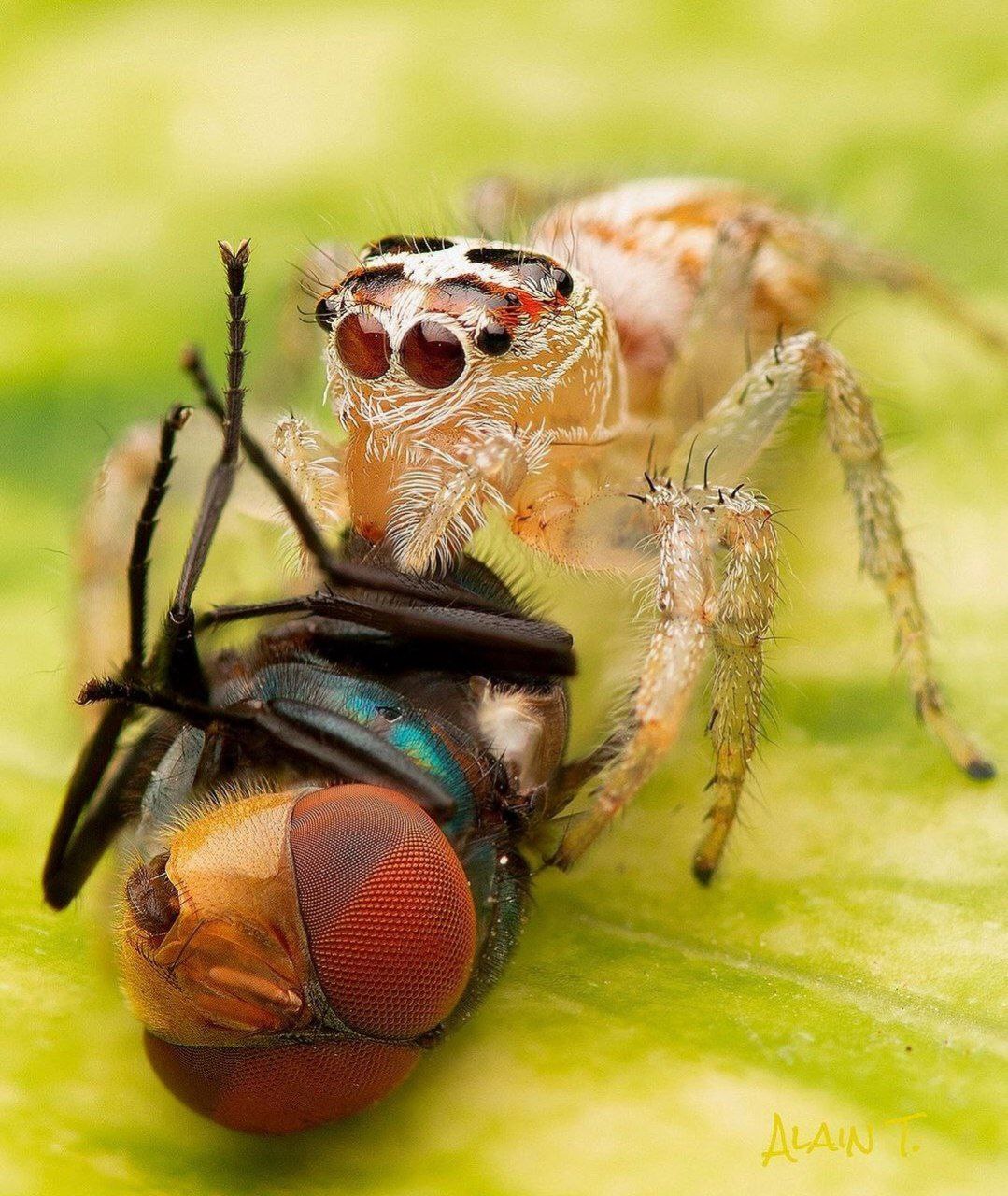 Insectos y su importancia ecológica.