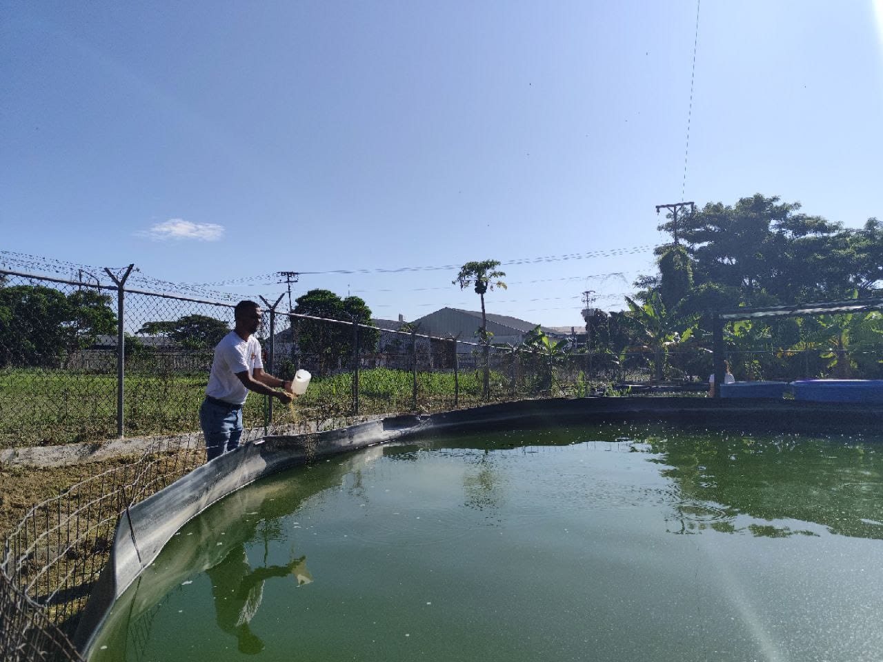 Fundación CIEPE atiende al sector agroproductivo regional con la Tilapia.