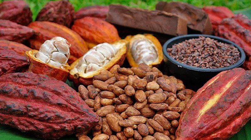 Cacao historia, identidad y patrimonio biocultural.