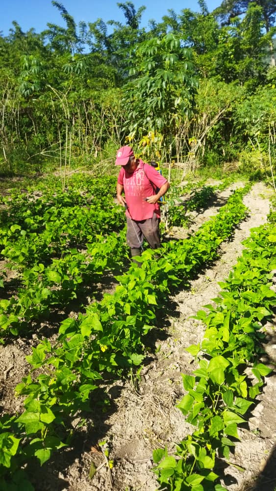 Fundación CIEPE, aplica estrategias biológicas orgánicas a cultivos de caraotas (Phaseolus vulgaris L.).