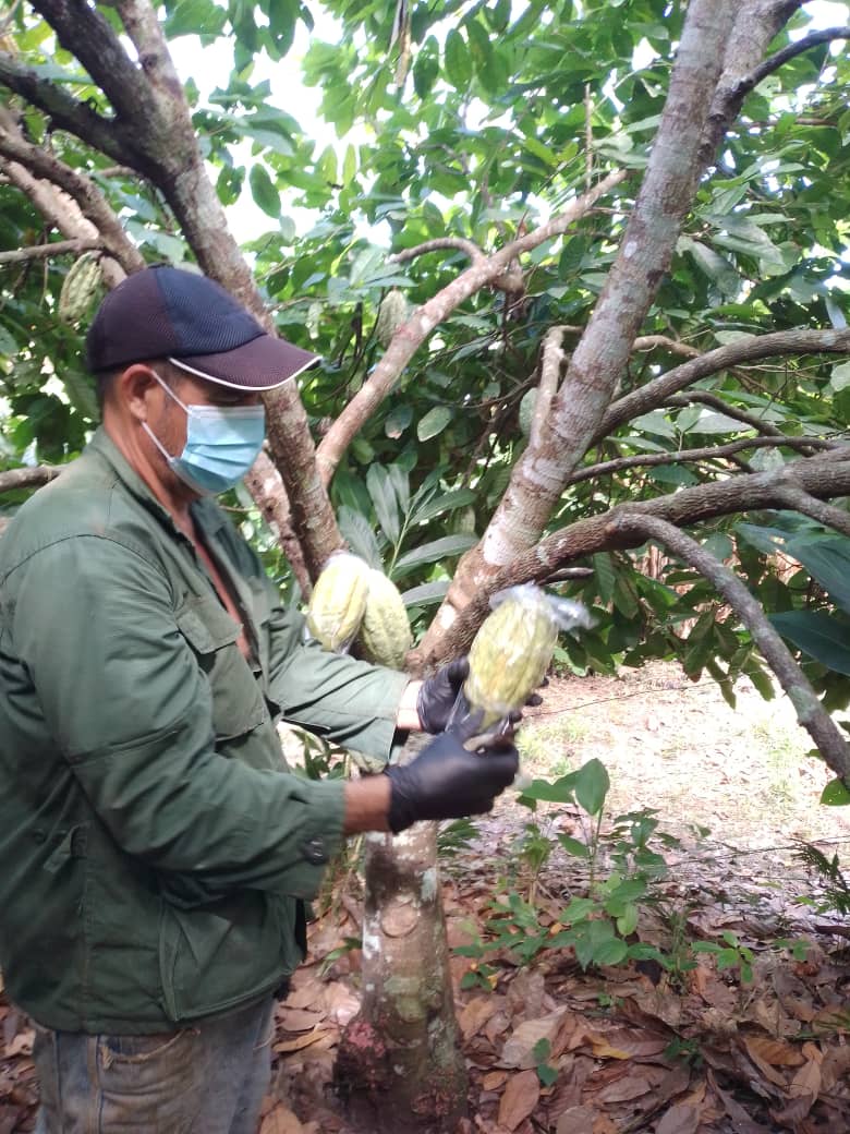 La Fundación CIEPE realiza acompañamiento técnico a productores de cacao de la región