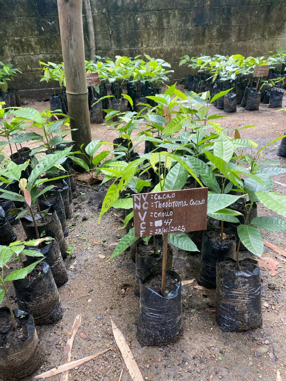 Fundación CIEPE fomenta la producción de cacao criollo en el estado Yaracuy.