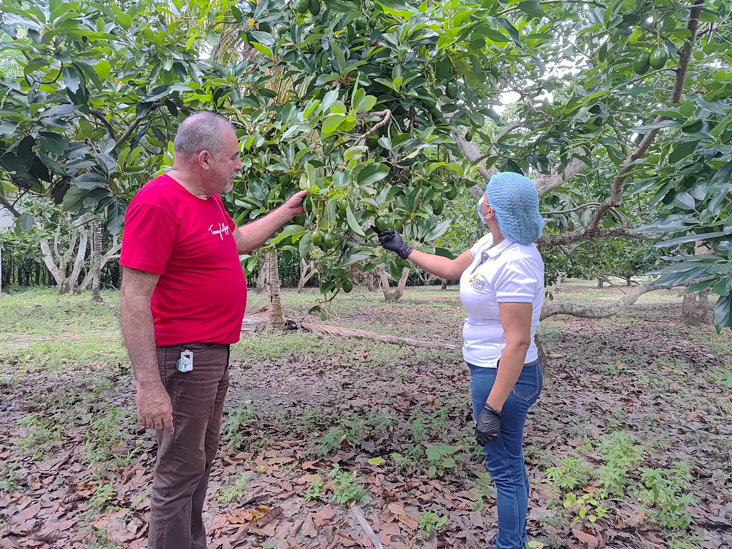 Fundación Ciepe construye rueda de aromas y sabores del aguacate para evaluar la calidad sensorial de la pulpa