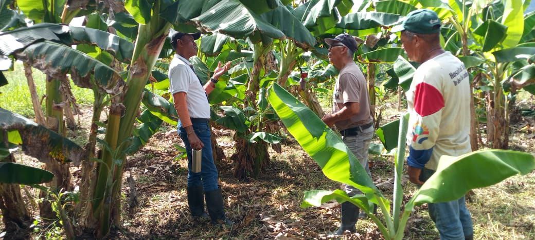 Fundación CIEPE impulsa prácticas sostenibles para fortalecer la producción de musáceas en el municipio Bolívar