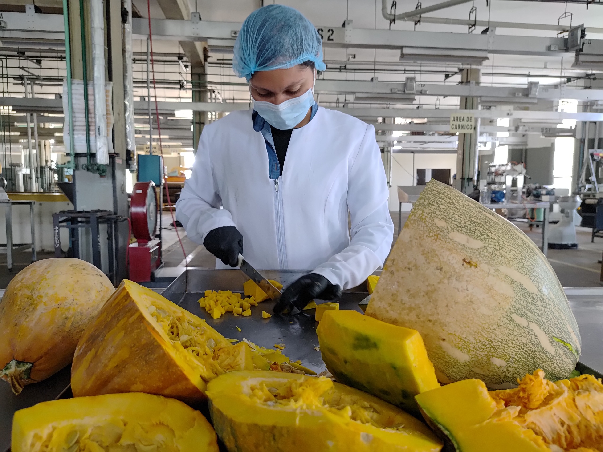 Investigación en la Fundación CIEPE confirma potencial de la auyama como harina alternativa